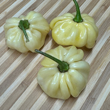 Scotch Bonnet Cream - Seeds - The Pepper Pantry (Formerly Marie Sharp's)